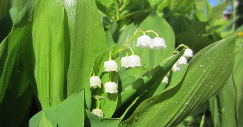 Muguet
